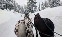 Pferdeschlittenfahrten